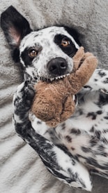 A spotted black and white dog is lying on its back, playfully holding a brown plush toy in its mouth. The dog has bright, expressive eyes and is resting on a soft, textured gray blanket.