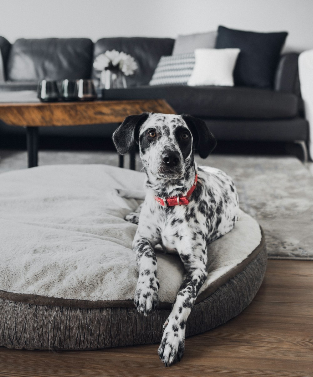 dalmatian dog lying on white bed