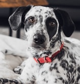 A black and white speckled dog with large, expressive eyes is lying down, wearing a bright red collar. Its gaze is directly towards the viewer, and the background is softly blurred, focusing attention on the dog's face.