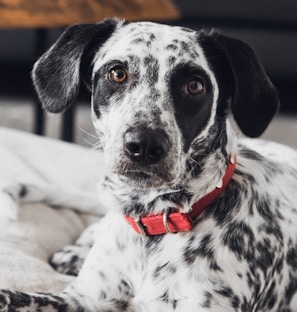 A black and white speckled dog with large, expressive eyes is lying down, wearing a bright red collar. Its gaze is directly towards the viewer, and the background is softly blurred, focusing attention on the dog's face.