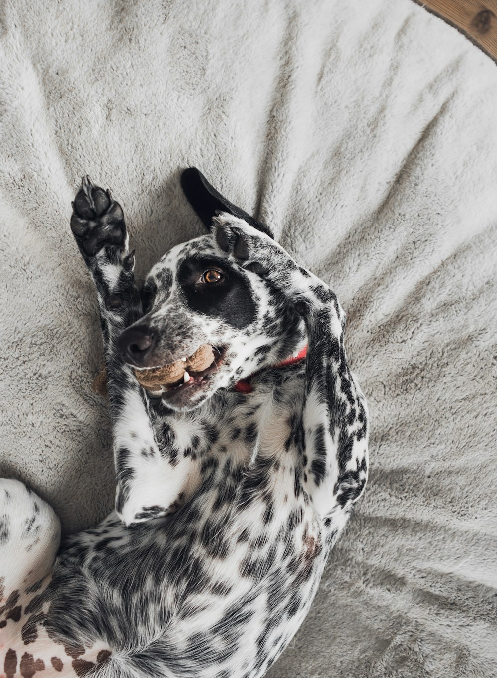 black and white dalmatian dog lying on brown carpet