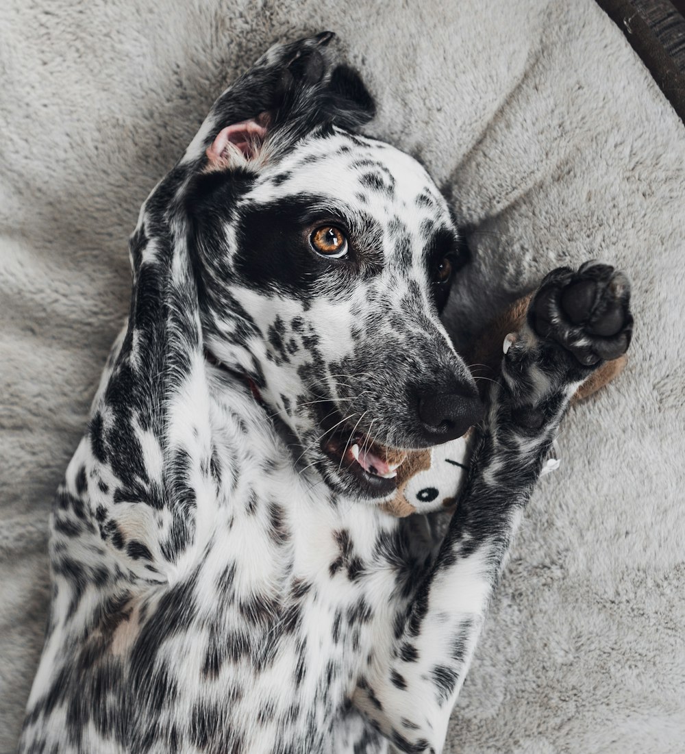black and white dalmatian dog