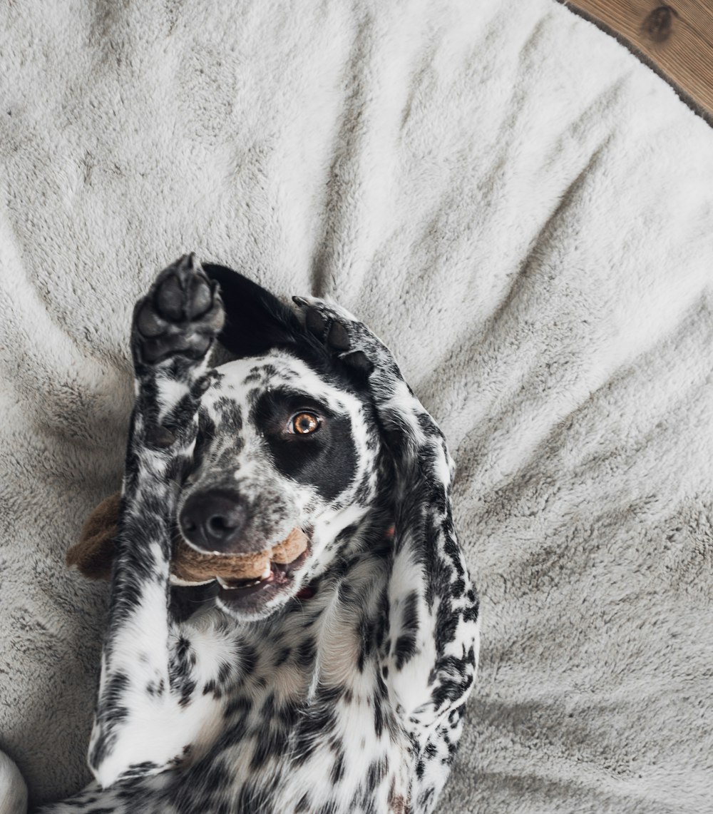 茶色のカーペットの上に横たわる黒と白のダルメシアン犬