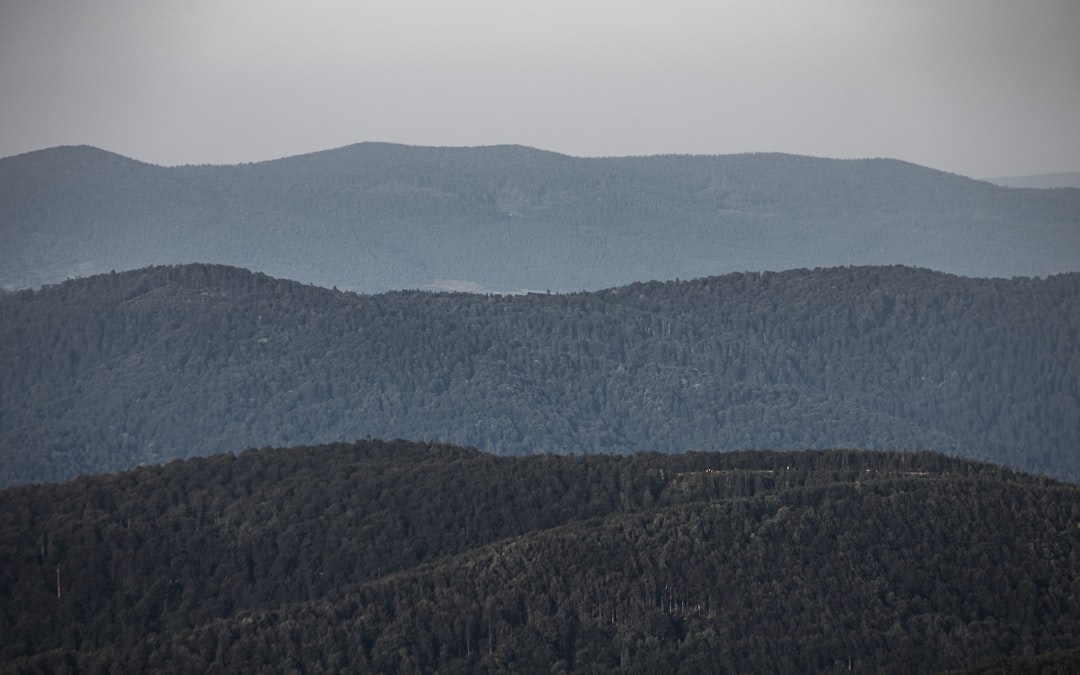 green trees and mountains during daytime