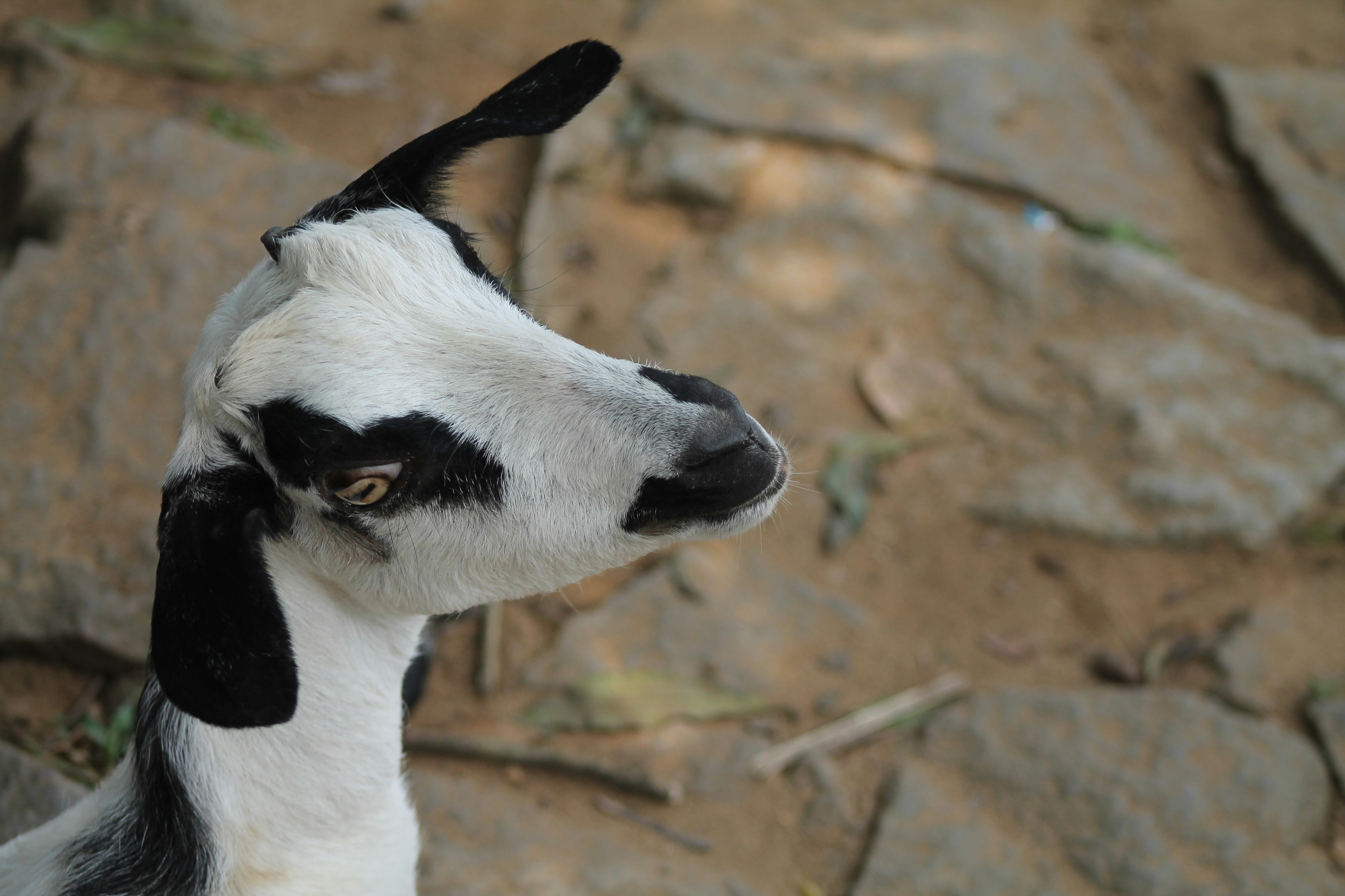 Photo by santoshbayer