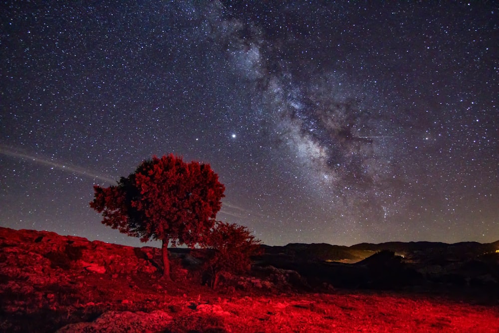 green tree under blue sky during night time