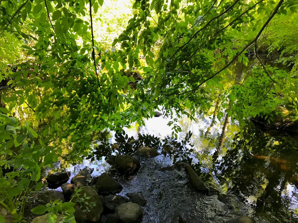 green leaf tree near gray rocks