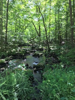 A serene nature scene with lush green trees and a gentle stream.