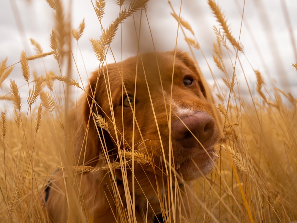 brown long coated dog on brown grass field during daytime
