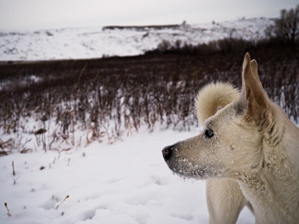 white wolf on snow covered ground during daytime