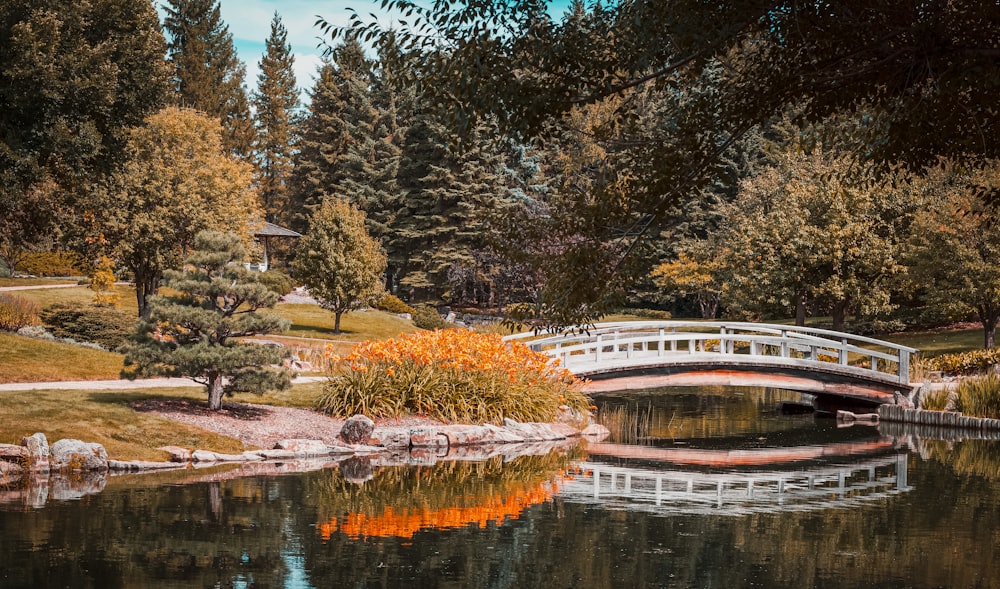 green trees beside river during daytime