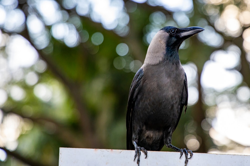 black and white bird on brown wooden fence during daytime