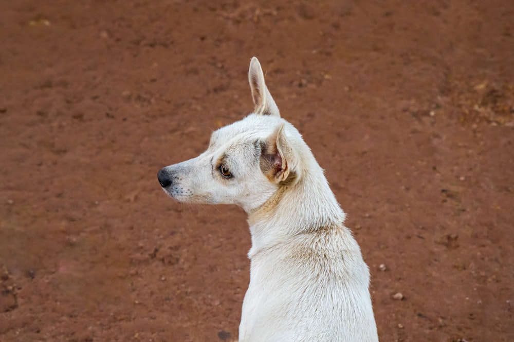 white short coated dog sitting on brown sand during daytime