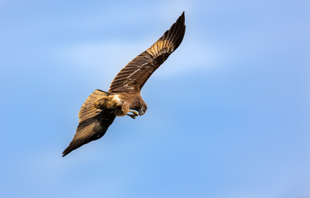 brown and white bird flying under blue sky during daytime