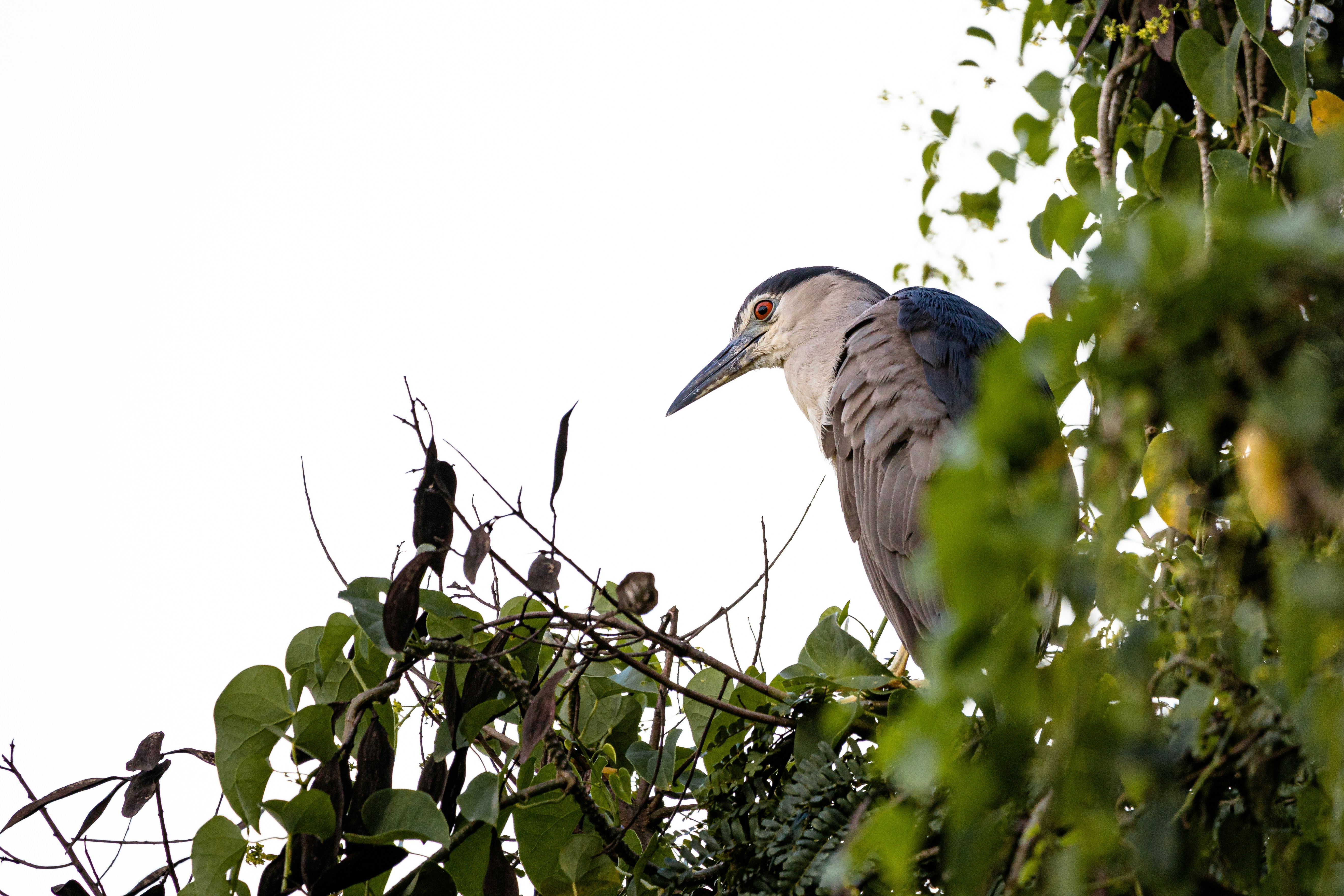 Photo by syedabsarahmad