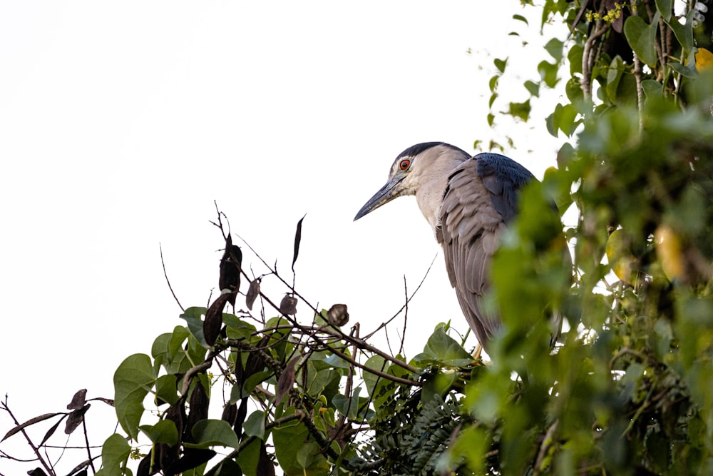blue and gray bird on tree branch