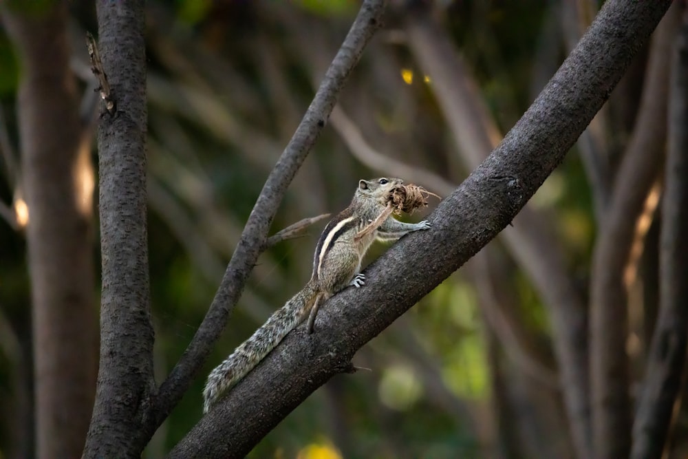 brown and white bird on tree branch