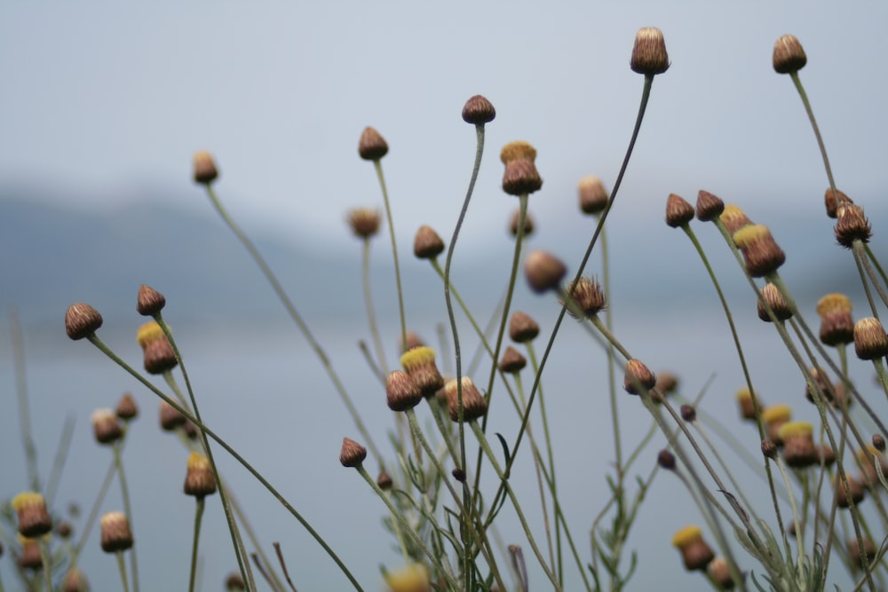 brown and white flower buds