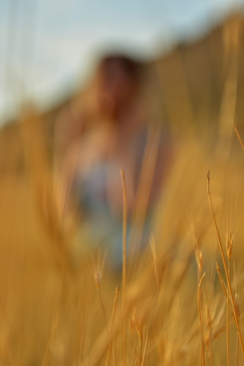 brown grass in tilt shift lens