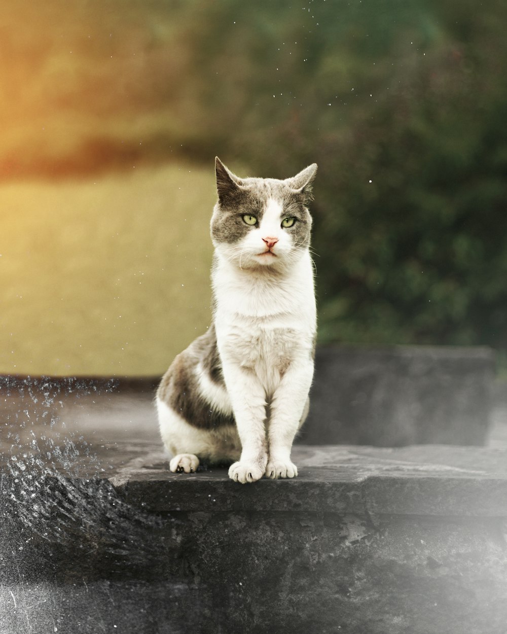 white and black cat on black concrete surface