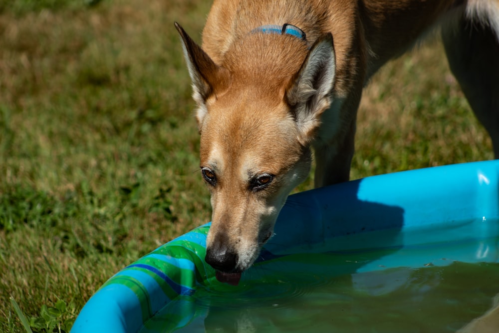 brown and white short coated dog on green plastic bucket