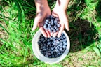 A basket overflowing with ripe, organic blueberries in a sunny field.