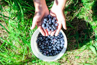 A family happily picking blueberries together, baskets filling with deep blue fruit.