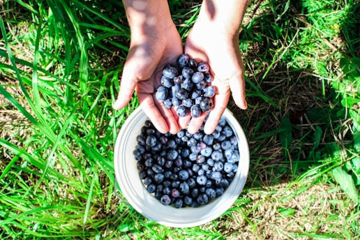 Hands are holding a collection of blueberries, with more blueberries visible in a white container below. The scene is set outdoors, likely in a garden or field, as indicated by the surrounding grass and sunlight casting shadows.