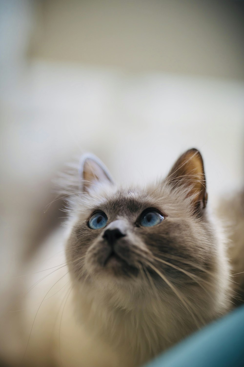 white and brown long fur cat