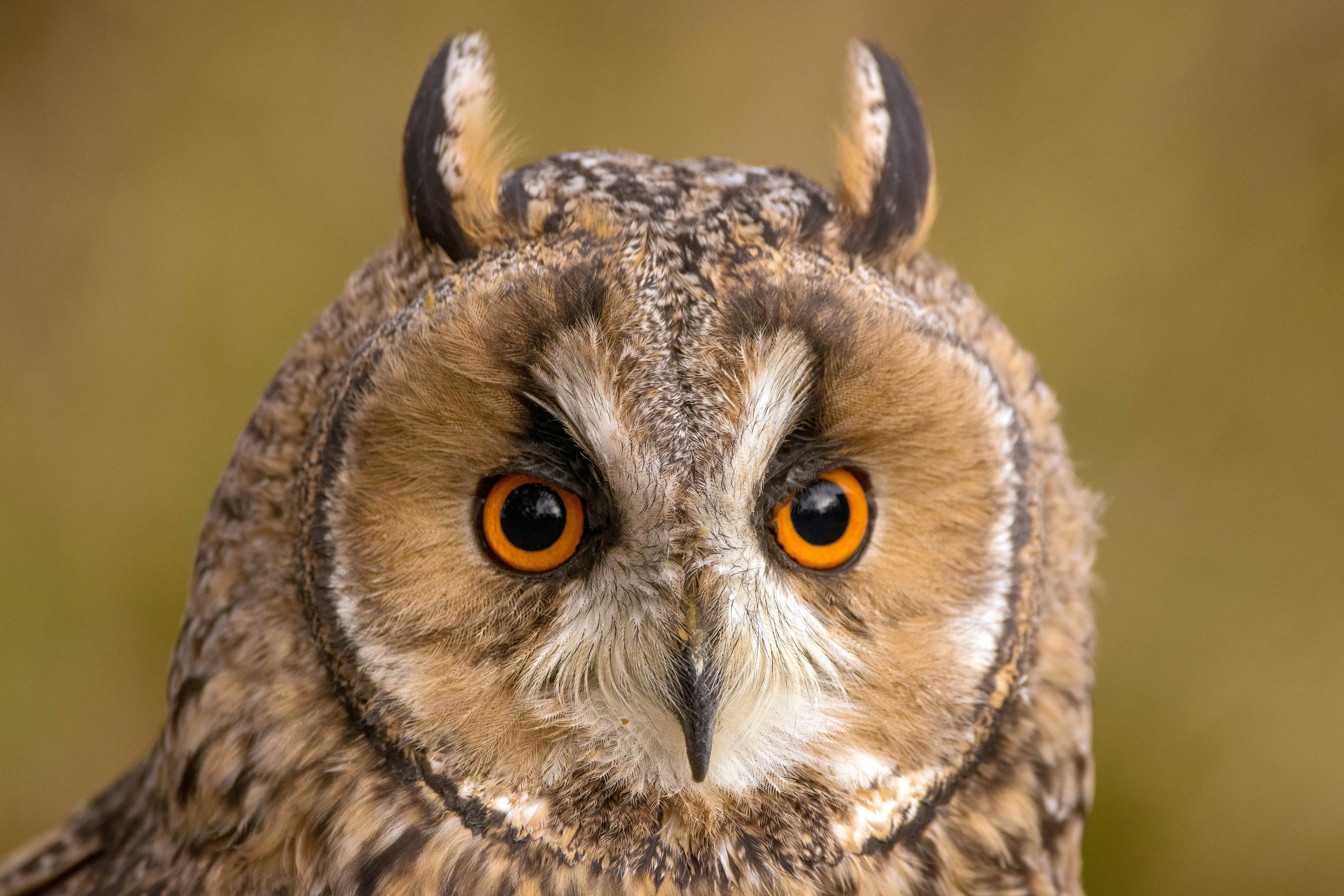 brown and white owl head