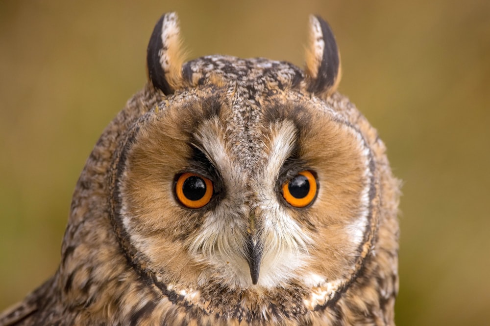 brown and white owl head