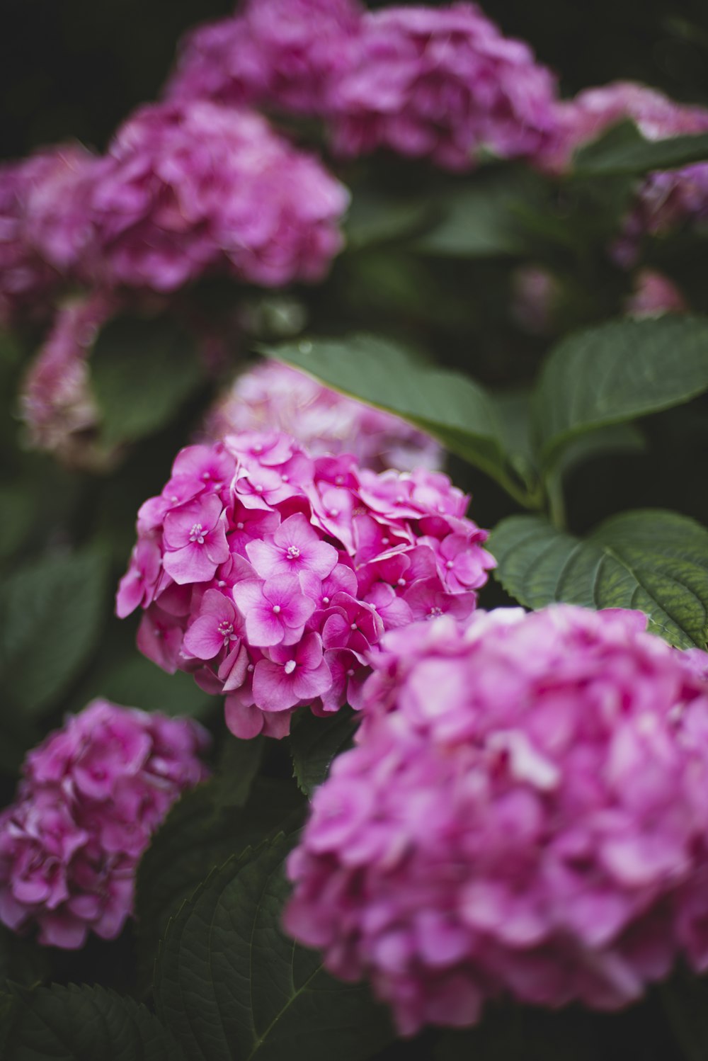 pink flowers in tilt shift lens