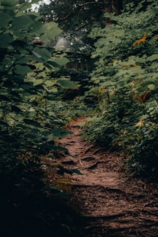 A narrow dirt path winds through thick, lush greenery, surrounded by dense foliage and large leaves. The forest canopy creates a shaded and secluded atmosphere. Bright spots of sunlight peek through the leaves, adding contrast to the scene. The overall ambiance is serene and tranquil, evoking a sense of adventure and exploration.