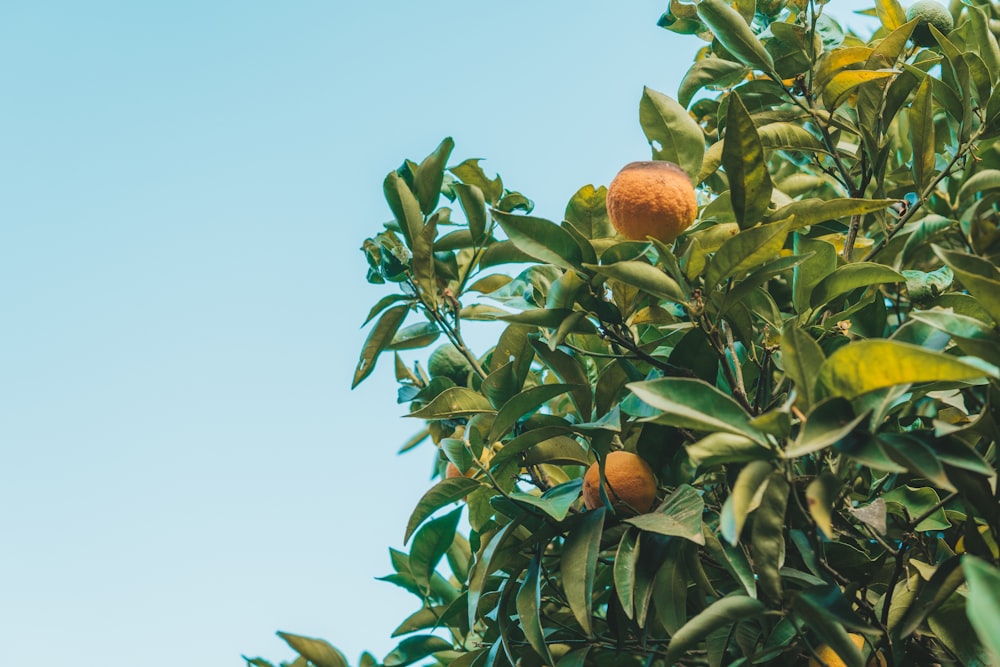 日中の緑の植物にオレンジ色の果実