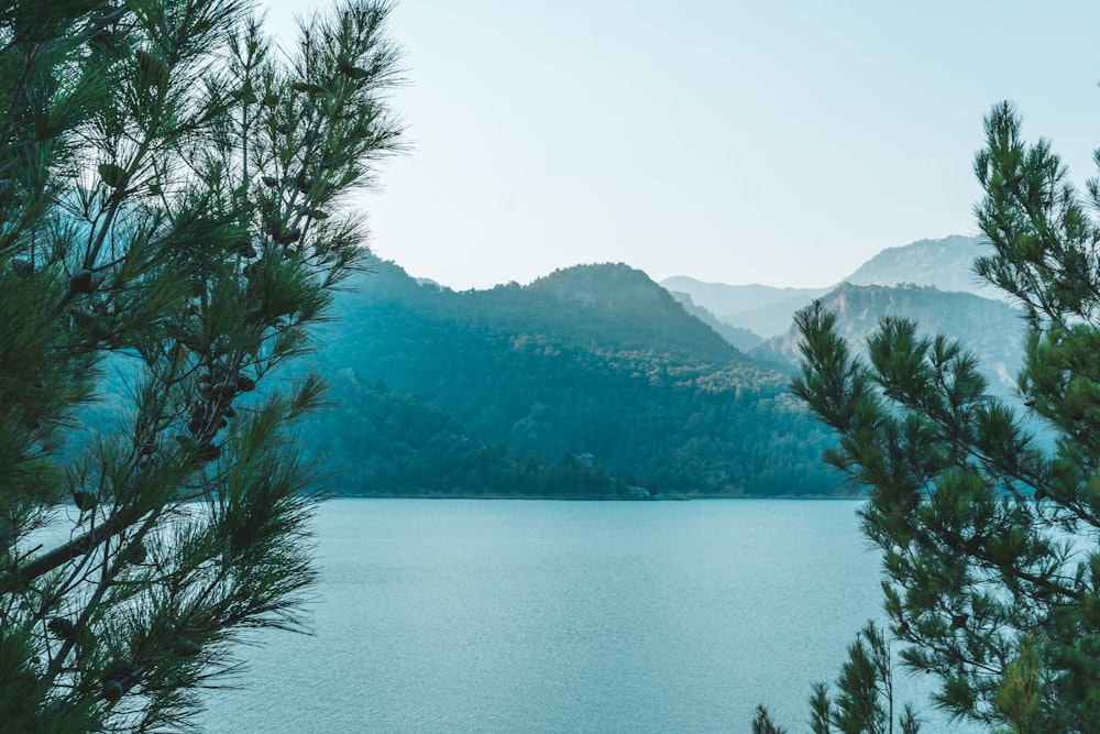 green trees near lake and mountains during daytime