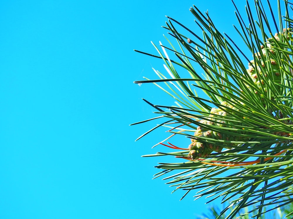 Grüne Pflanze unter blauem Himmel tagsüber