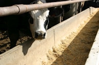 A black and white cow is standing by a feed trough, likely in a barn or farm environment. The trough is partially filled with a dry mixture of grains or feed. Sunlight casts shadows, emphasizing the texture of the feed and the concrete trough.