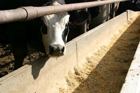 A black and white cow is standing by a feed trough, likely in a barn or farm environment. The trough is partially filled with a dry mixture of grains or feed. Sunlight casts shadows, emphasizing the texture of the feed and the concrete trough.