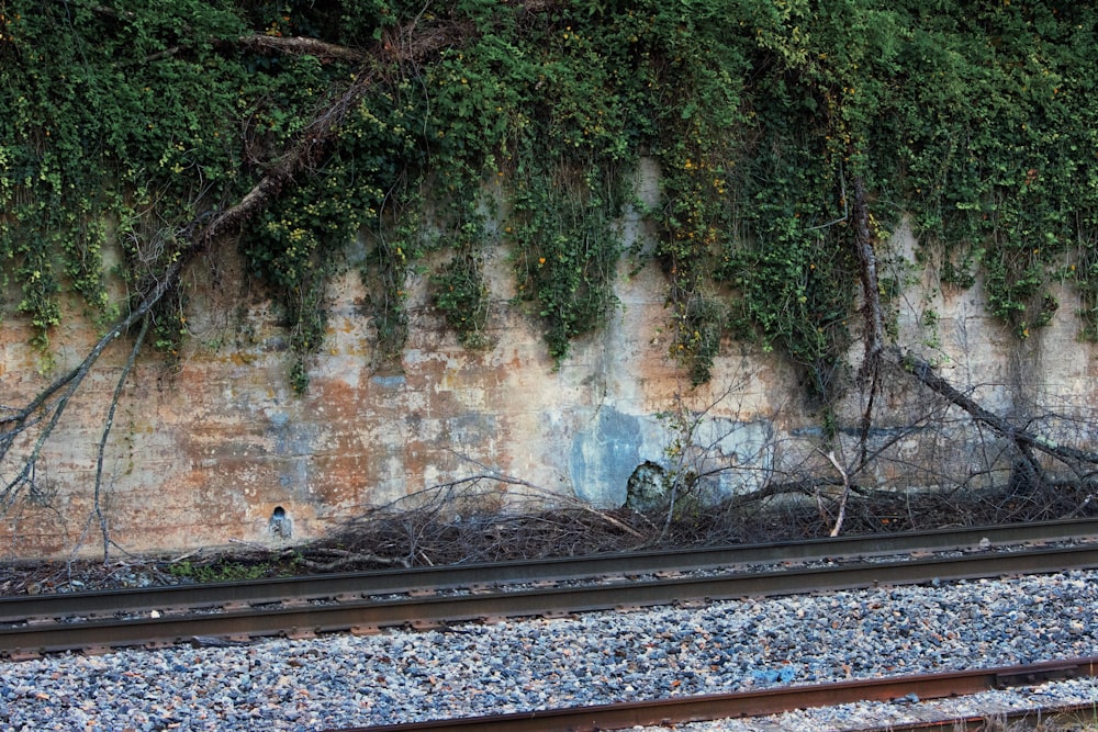 green trees near brown train rail