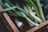 Fresh green onions are placed in a brown crate, with droplets of water visible on the vegetables, suggesting they have been recently washed or harvested.