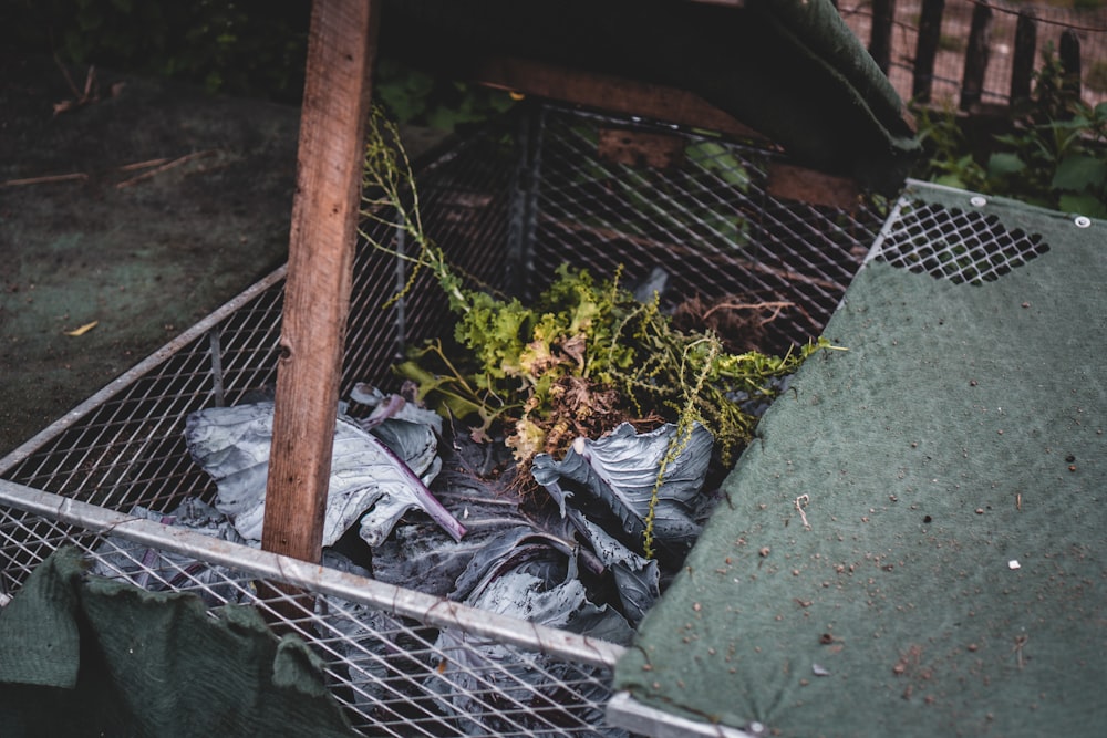 green leaves on gray metal cage