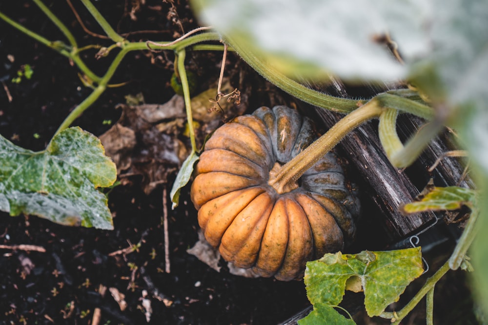 orange pumpkin on brown soil