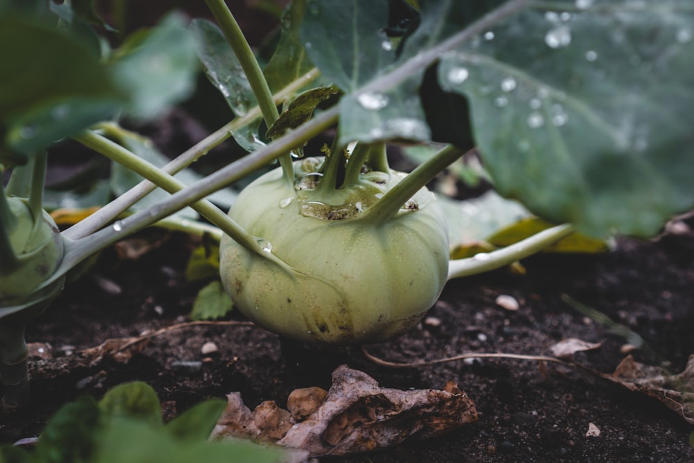 yellow pumpkin on brown soil