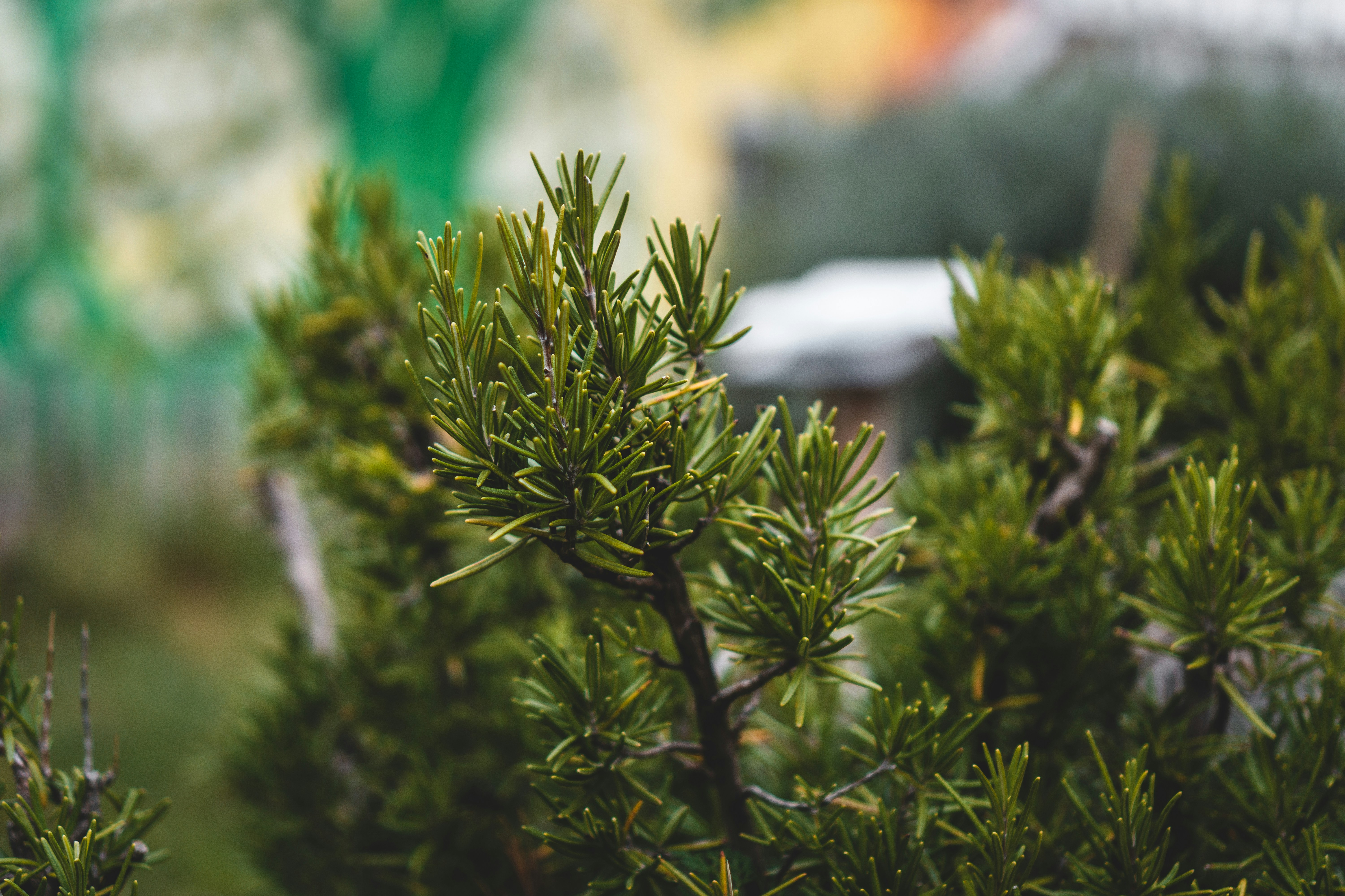 green plant in tilt shift lens