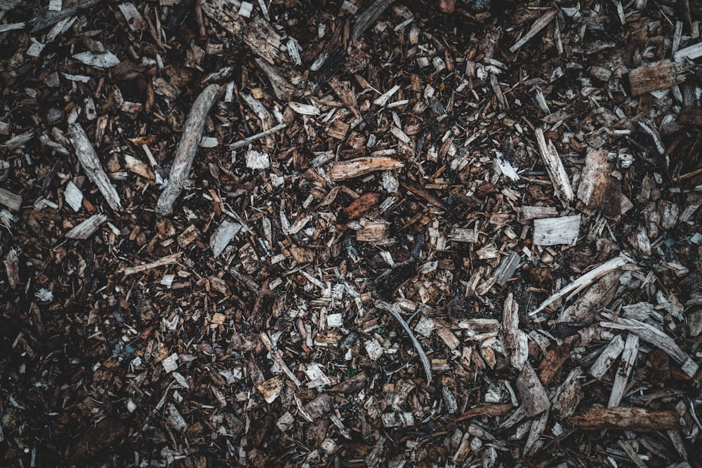 brown dried leaves on ground