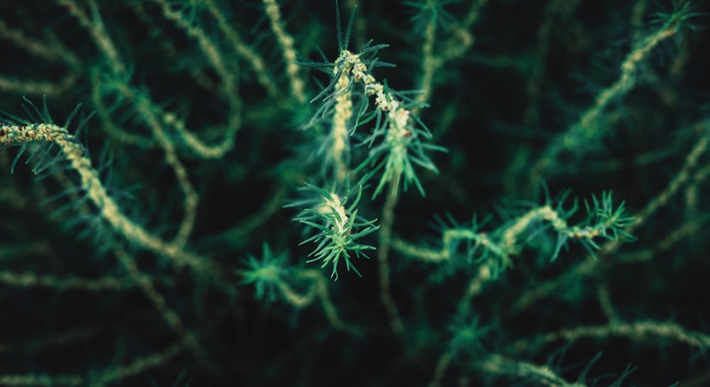 white and green plant in close up photography