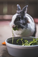 A black and white rabbit is eating a piece of leafy green vegetable, with a dish of similar greens in front. The rabbit is on a flat surface with a soft focus background.