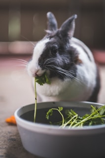 A rabbit nibbling on fresh vegetables.