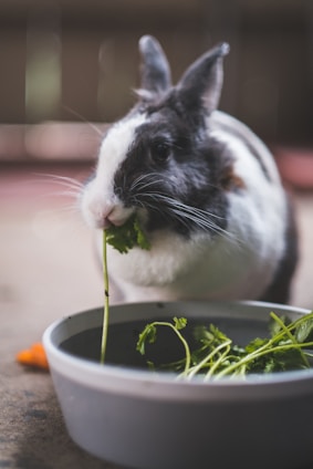 A black and white rabbit is eating a piece of leafy green vegetable, with a dish of similar greens in front. The rabbit is on a flat surface with a soft focus background.