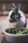 A black and white rabbit is eating a piece of leafy green vegetable, with a dish of similar greens in front. The rabbit is on a flat surface with a soft focus background.